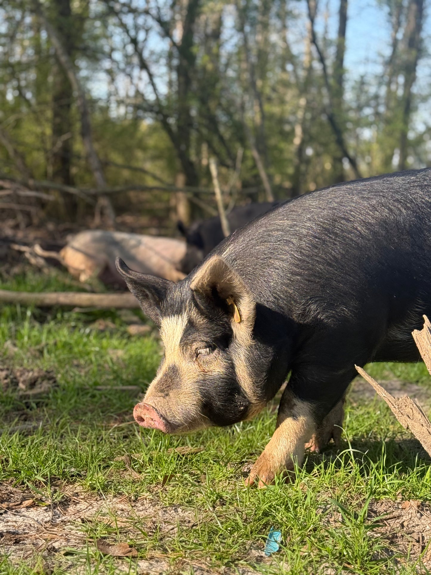 Heritage Pork Lard Lotion