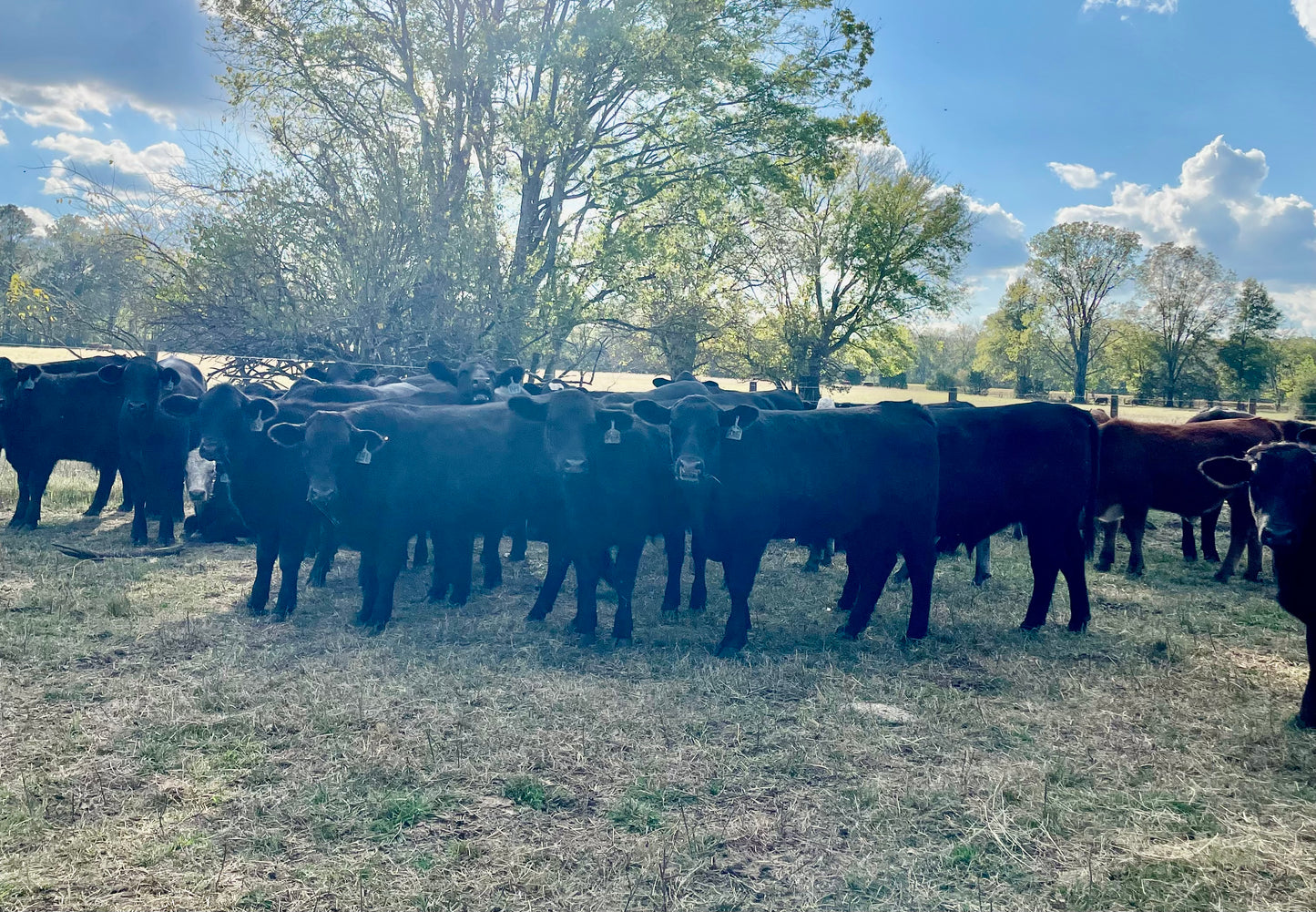 Freezer Beef: Deposit for HALF Beef Share