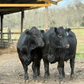 Freezer Beef: Deposit for HALF Beef Share