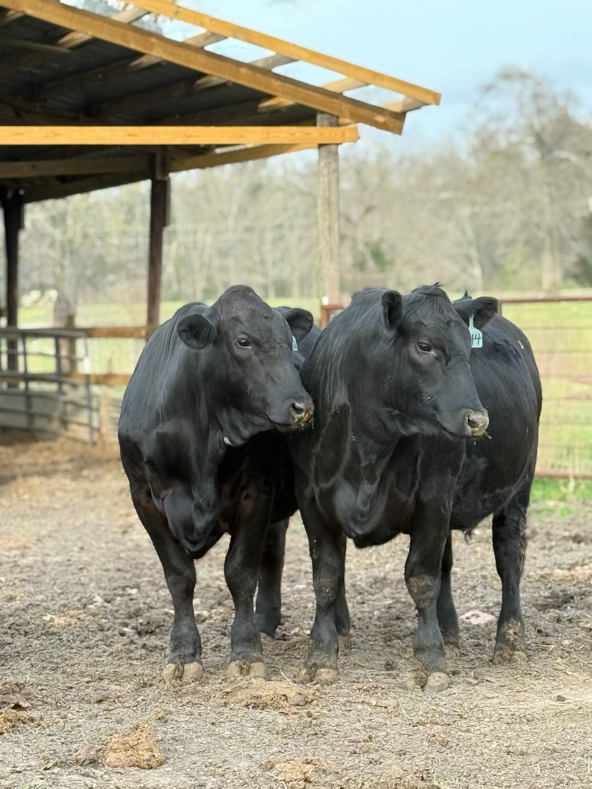 Freezer Beef: Deposit for WHOLE Beef Share
