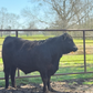 Freezer Beef: Deposit for HALF Beef Share