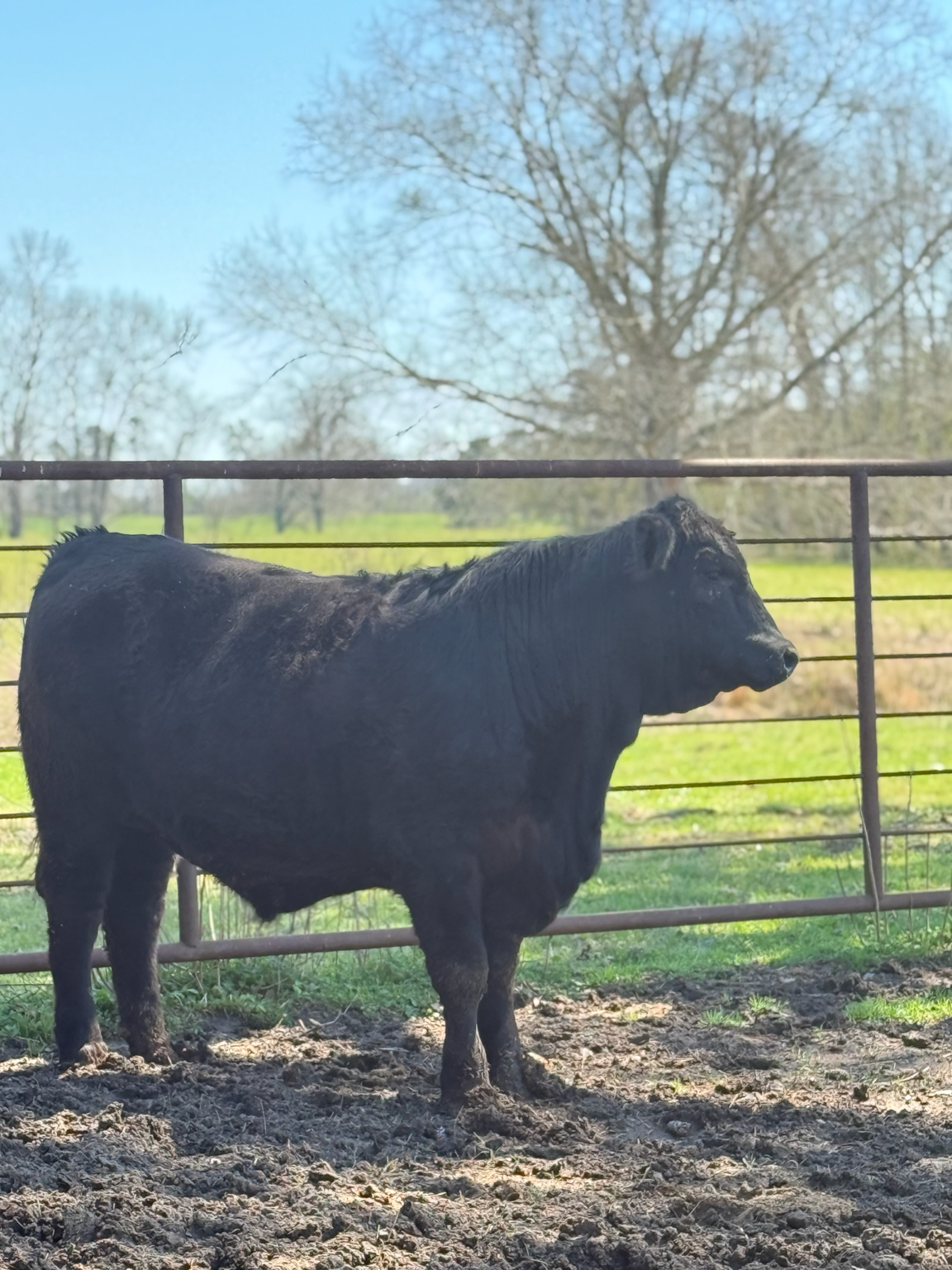 Freezer Beef: Deposit for HALF Beef Share