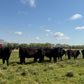 Freezer Beef: Deposit for HALF Beef Share