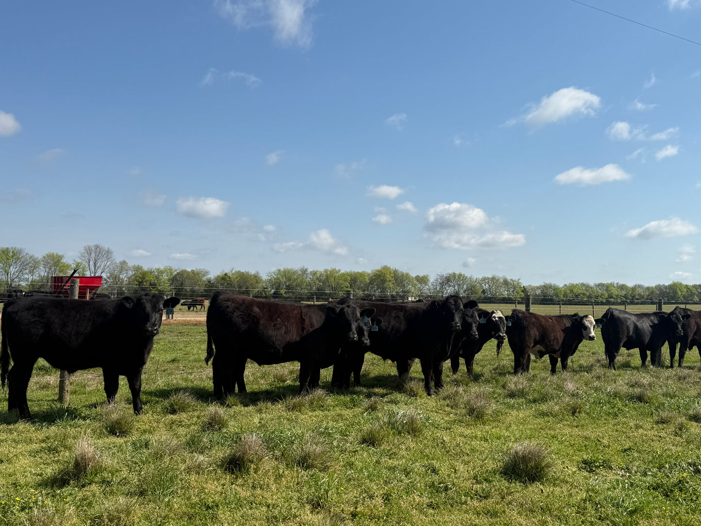Freezer Beef: Deposit for HALF Beef Share