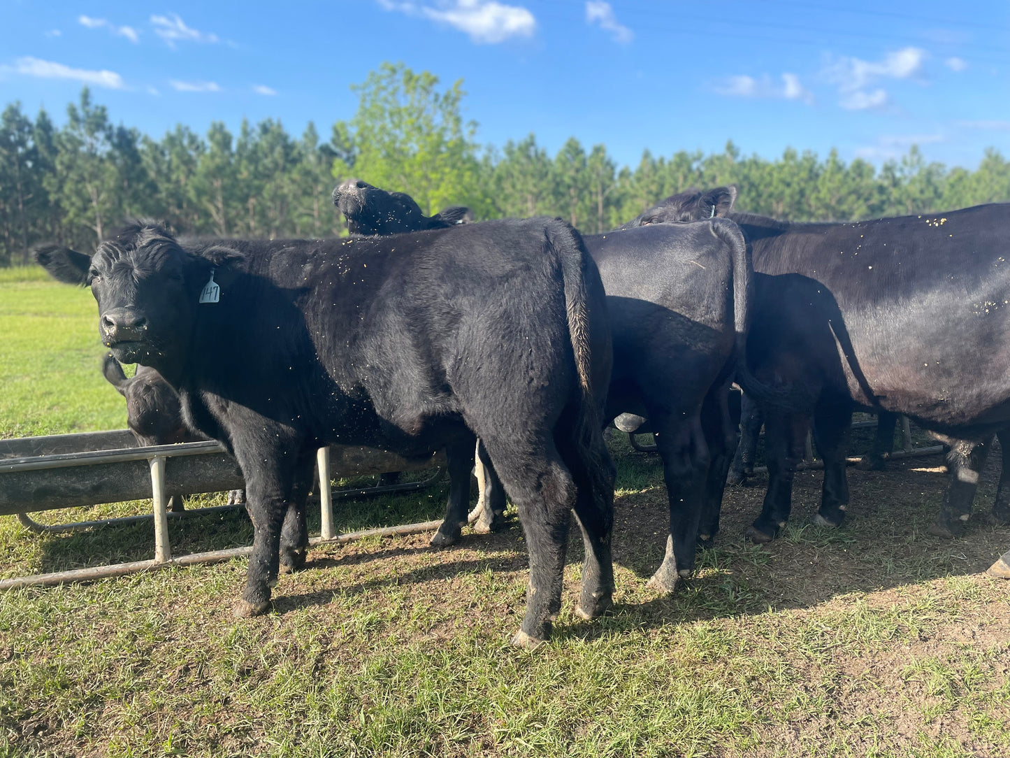 Freezer Beef: Deposit for WHOLE Beef Share