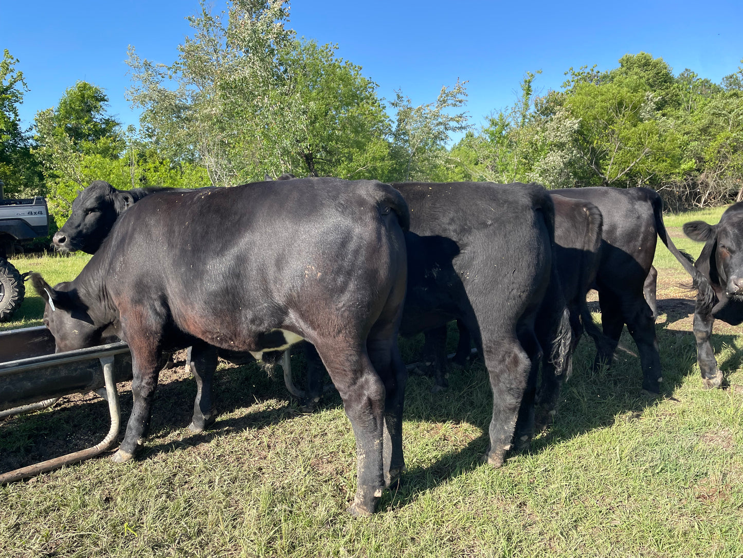 Freezer Beef: Deposit for HALF Beef Share