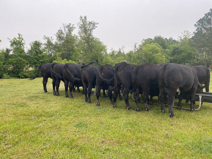 Freezer Beef: Deposit for WHOLE Beef Share