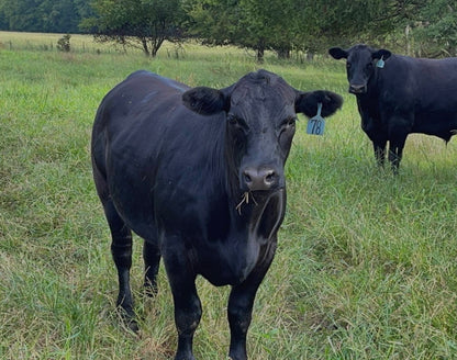 Freezer Beef: Deposit for HALF Beef Share