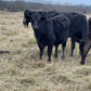 Freezer Beef: Deposit for WHOLE Beef Share
