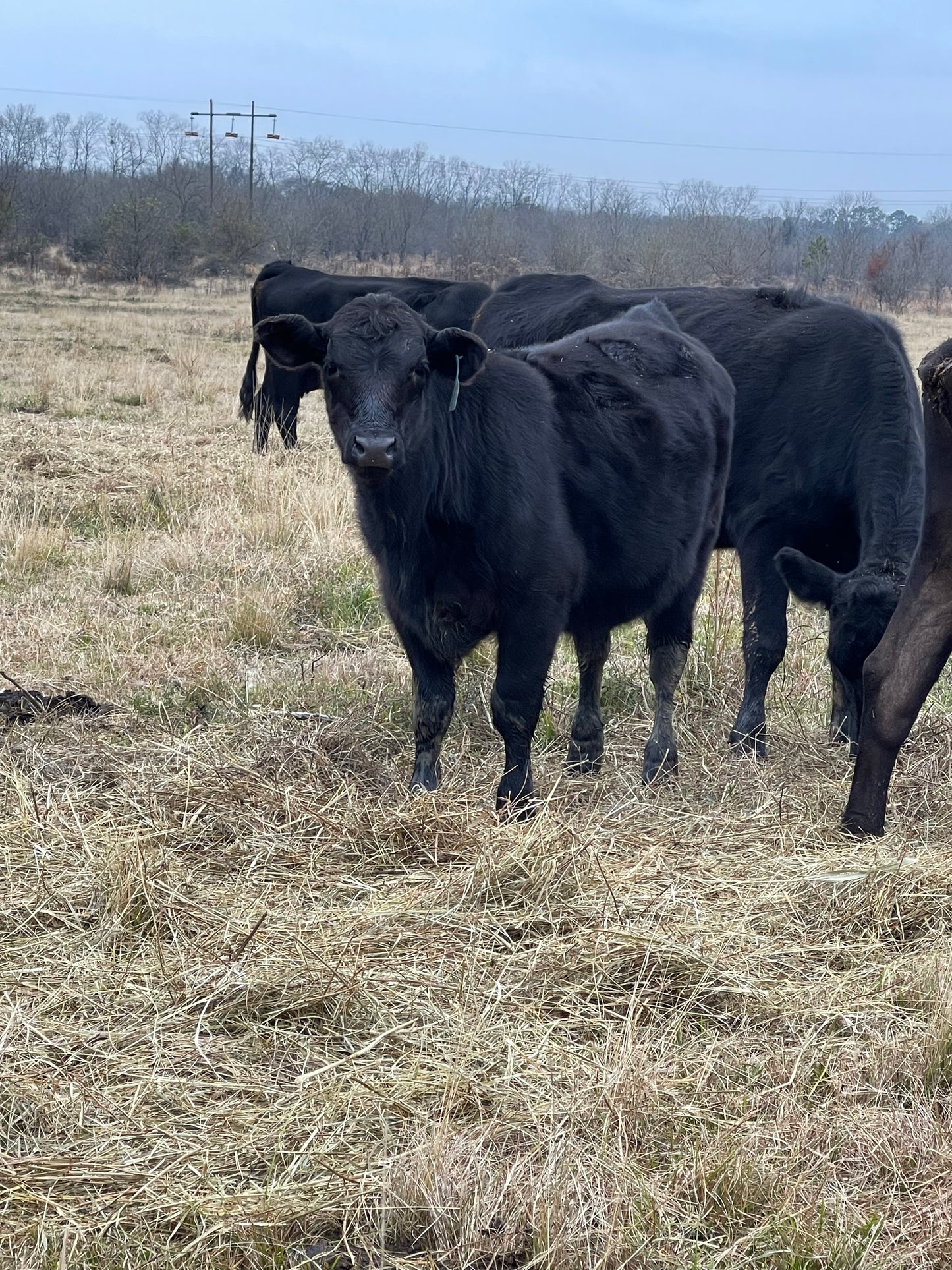 Freezer Beef: Deposit for WHOLE Beef Share